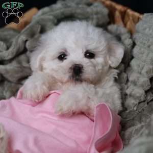 Joy, Bichon Frise Puppy